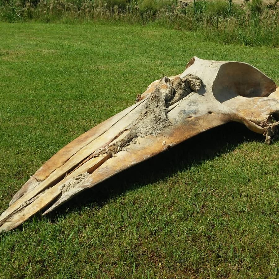 cráneo de ballena fin