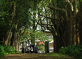 entrada avenida los platanos