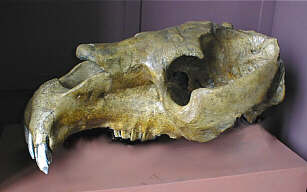 Cráneo de Toxodon