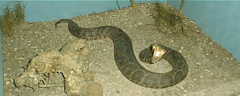 Víbora de la cruz en actitud de ataque (Bothrops alternatus)