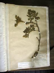 Solanum sisymbufolium colectada por Arsene Isabelle en 1838