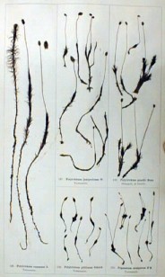 Herbario de Musgos, lámina del volúmen de musgos escandinavos reunidos por L. O. Sillén