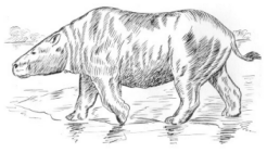 Dibujo Toxodon