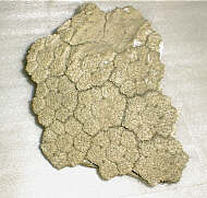 Fragmento de once placas de coraza dorsal de Glyptodon clavipes