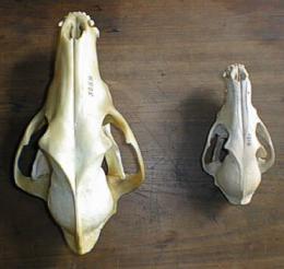 Cráneos de Aguará (izquierda) y Zorro de campo (derecha)