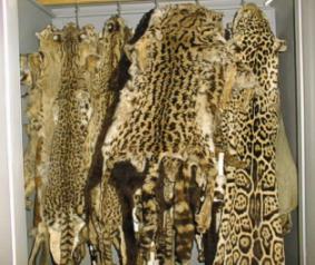 Mueble con pieles de félidos autóctonos y exóticos, alrededor de 70 ejemplares conforman esta muestra