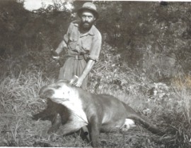 Alejandro Pesce junto a un ejemplar de Jaguar (MNHN 313), Ilha do Bananal, Brasil, 1953