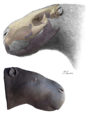 Reconstrucción de Josephoartigasia monesi