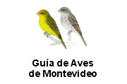 Guía de aves de Montevideo