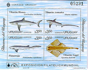 Tiburones del Uruguay: Carcharodon carcharias,