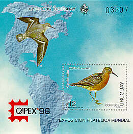 Chorlo rojizo: Calidris canutus   