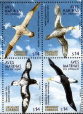 Aves marinas del Uruguay: Puffinusgravis, pardela cabeza negra; 