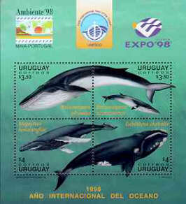 Ballenas del Uruguay (en sentido horario), Balaenoptera physalus, rorcual; Balaenoptera acutorostrata, rorcual menor; Eubalaena australis, ballena austral; Megaptera novaeangliae, ballena jorobada