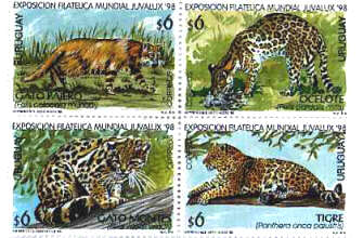 Félidos del Uruguay (en sentido horario), Felis colocola munoai, gato pajero; Felis pardalis mitis, ocelote; Felis wiedii wiedii, gato montés; 