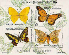 Mariposas del Uruguay (en sentido horario): Phoebis neocypris, Diogas erippus, Euryades duponcheli, Automeris coresus (nocturna).
