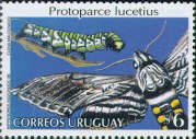 Mariposa nocturna y su oruga: Protoparce lucetius