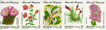 Flores del Uruguay (de izquierda a derecha): Notocactus roseinflorus, tuna; Verbena chamaedryfolia, margarita; Bahuinia candicans, pata de vaca;