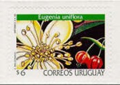Pitanga: Eugenia uniflora 
