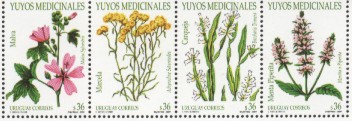 Yuyos medicinales (de izquierda a derecha): Malva sylvestris, Malva; Achyrocline satureiodes, Marcela; Baccharis trimera, Carqueja; Mentha x piperita, Menta Piperita.